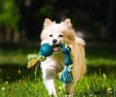 Toys, Enrichment, and Accessories