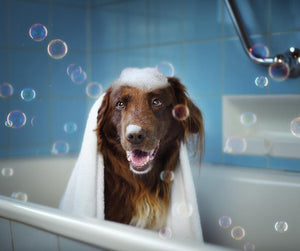 Pet Wellness & Grooming