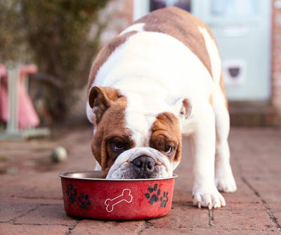 Dog Food