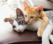 Cat Products