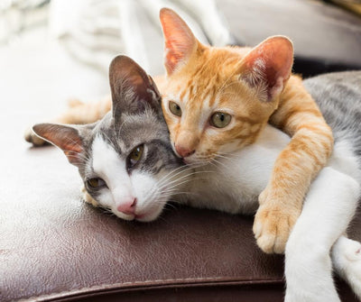 Cat Products