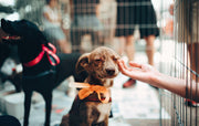 Rescues
