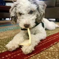 Poodle sitting on carpet chewing on beef cheek chip