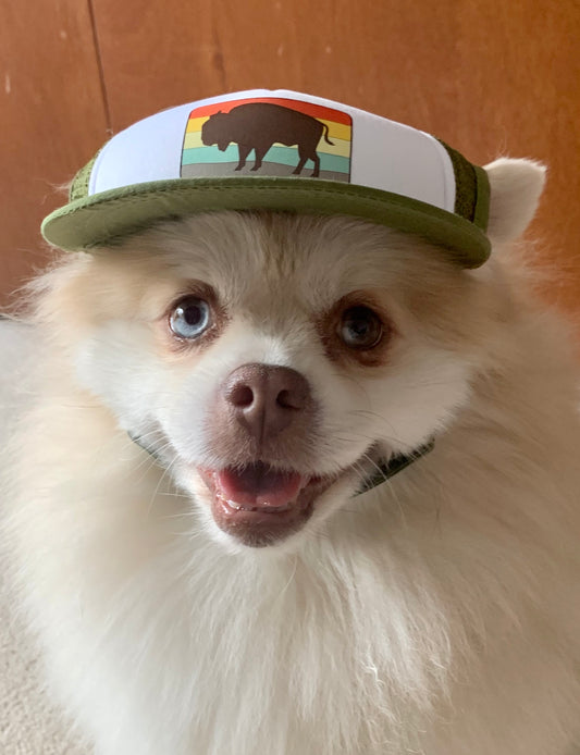 Pomeranian wearing bison trucker hat for dogs