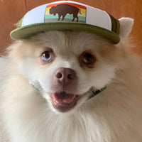 Pomeranian wearing bison trucker hat for dogs